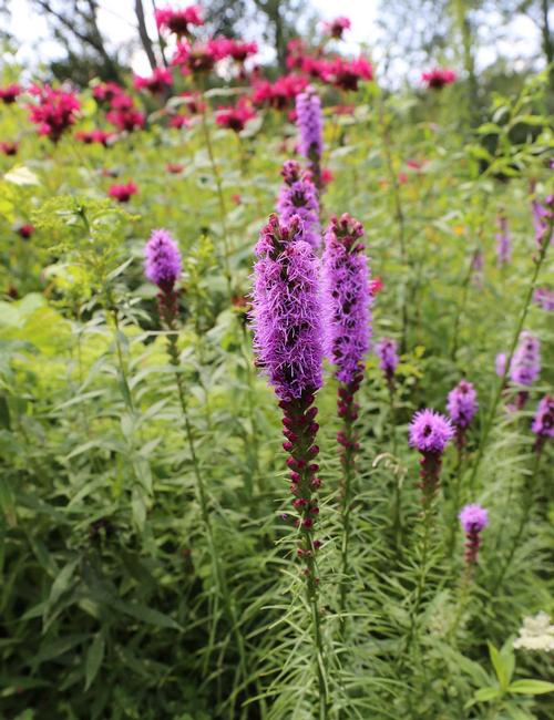 all-about-liatris5.jpg