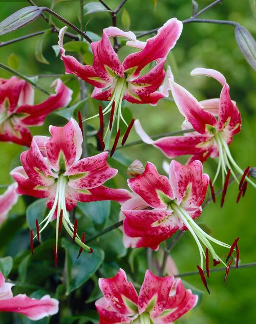 beautiful lily flowers