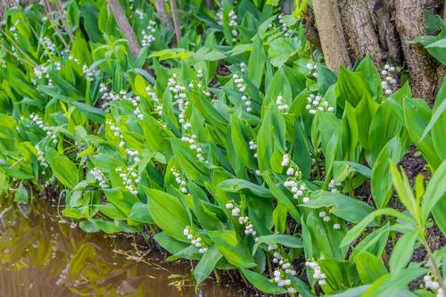 all-about-lily-of-the-valley2.jpg