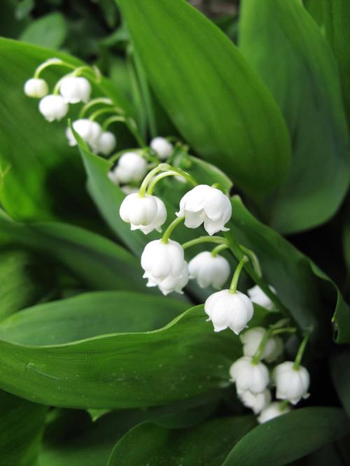 Lily of the valley, Fragrant Flowers, Shade-Loving Plant