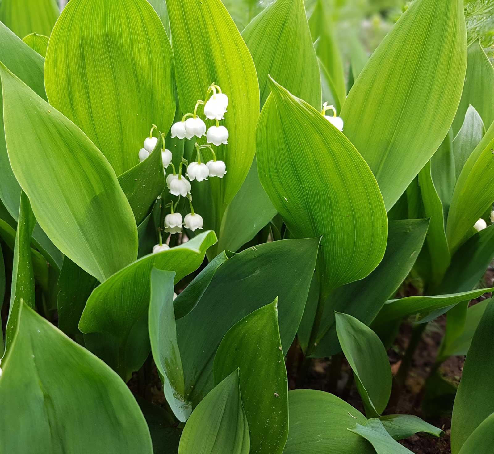 Lily Of The Valley 