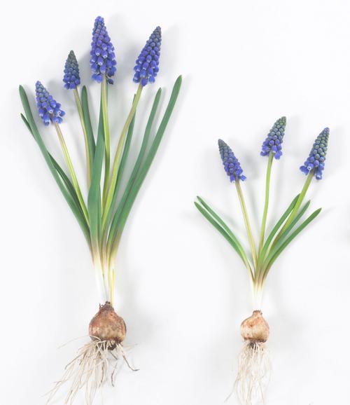 all-about-muscari1.jpg