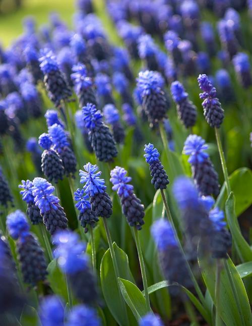 all-about-muscari2.jpg