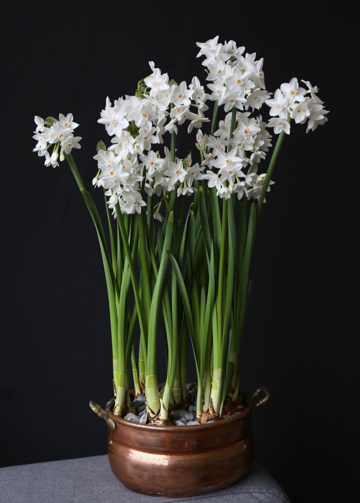 Paperwhites: Growing Paperwhite Flowers Indoors & Outdoors