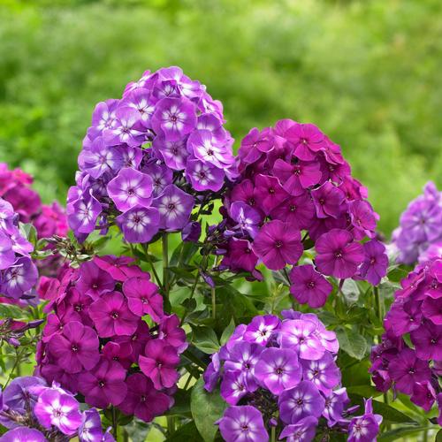 all-about-phlox4.jpg