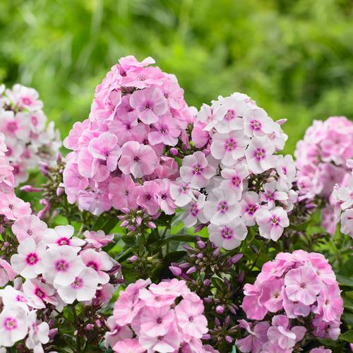 all-about-phlox6.jpg