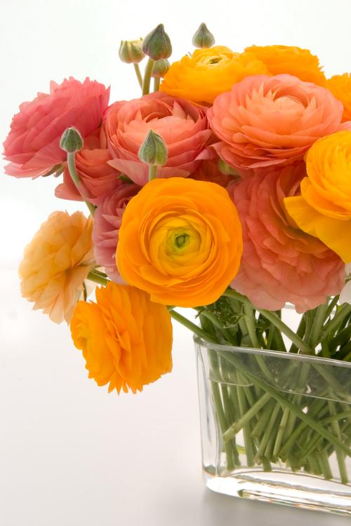 all-about-ranunculus2.jpg