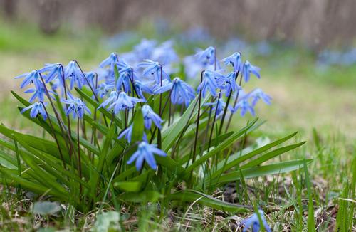 all-about-scilla2.jpg