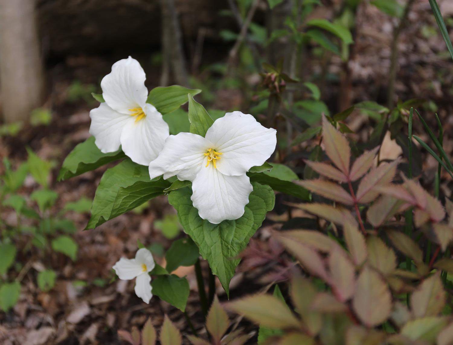 Image of Primulas companion plant for trilliums