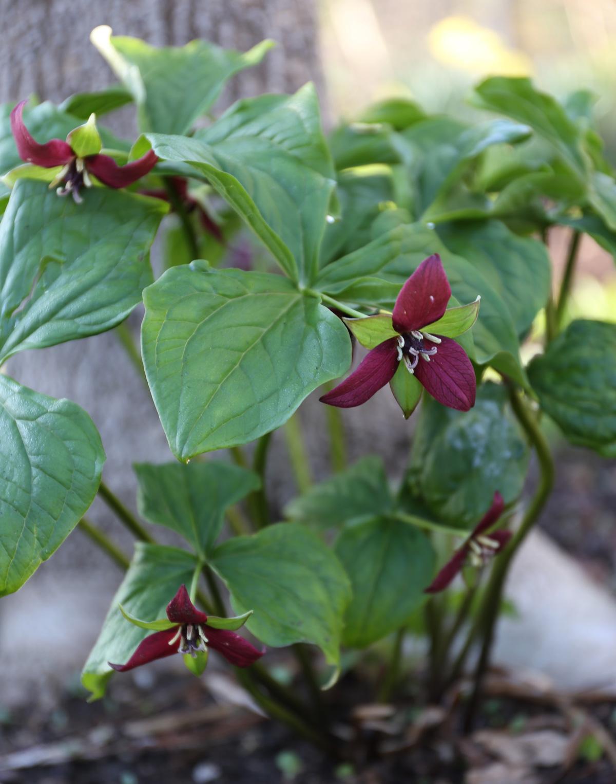 all-about-trillium4.jpg