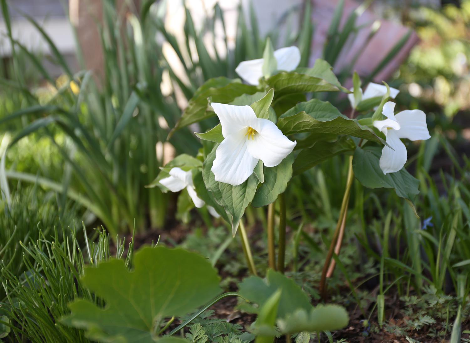 all-about-trillium5.jpg