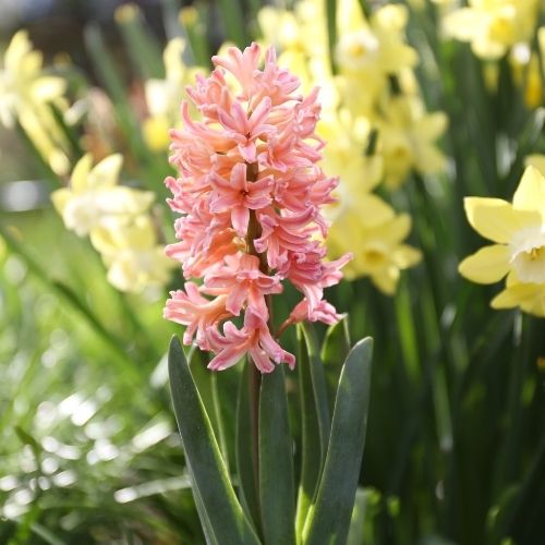 Fragrant Spring-Blooming Bulbs