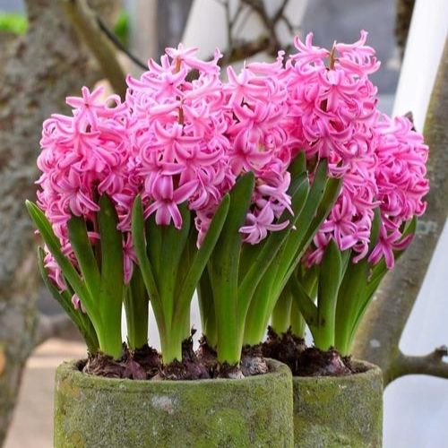 How to Force Hyacinths Bulbs