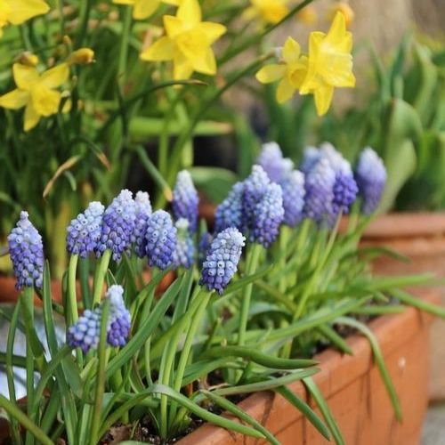 Muscari: The Perfect Partner for Tulips and Daffodils