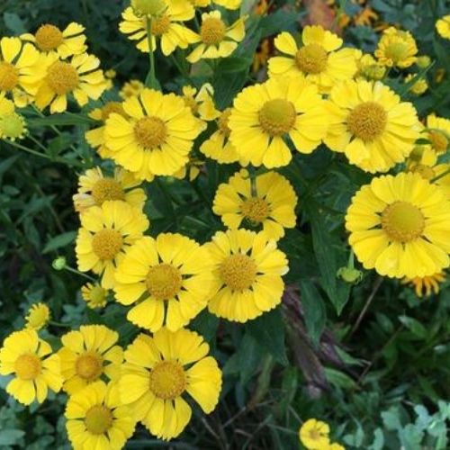 Growing Heliopsis Punto Rosso Compact