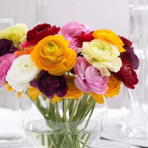 Cut Flower Favorites: Freesia and Ranunculus