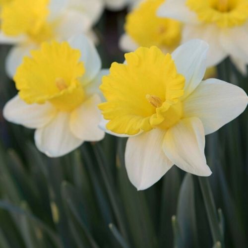 Daffodil Narcissus Cheerfulness Longfield Gardens