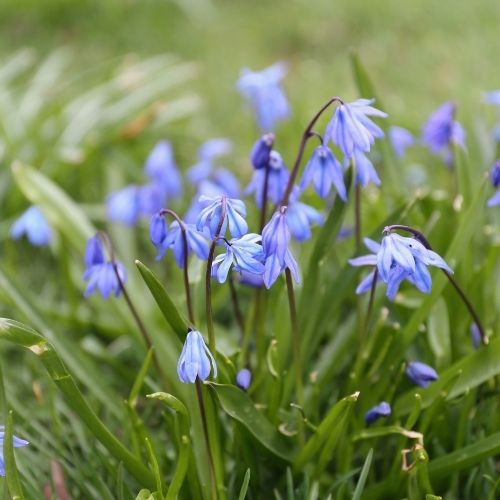 How to Naturalize Spring-Blooming Bulbs