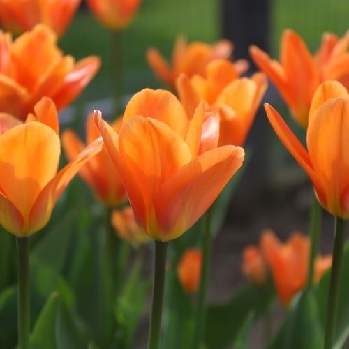 All About Tulips