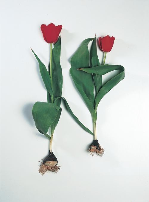 all-about-tulips1.jpg