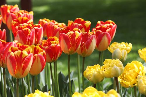 all-about-tulips4.jpg