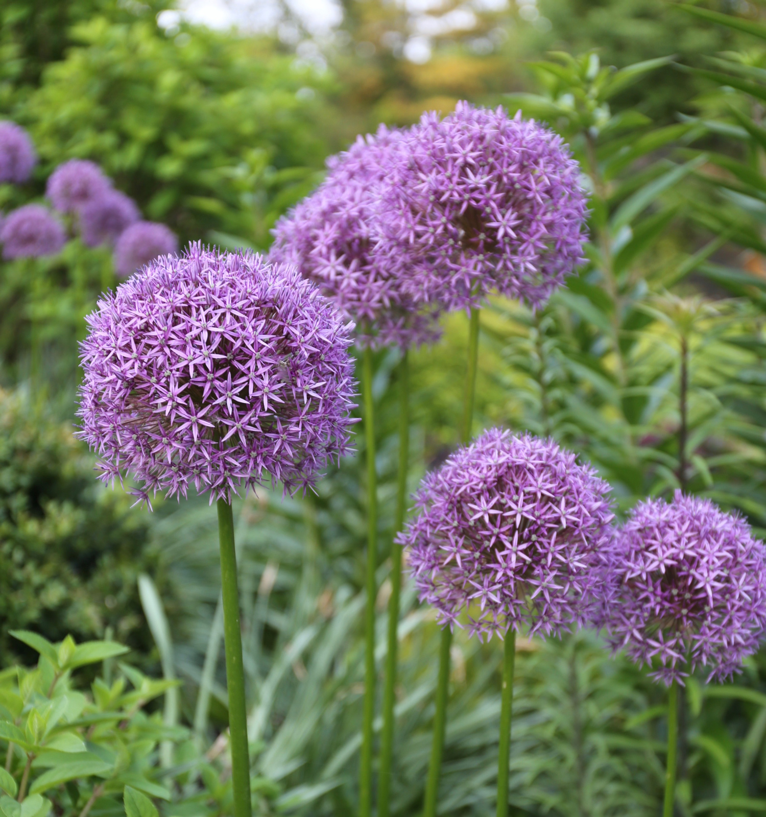 Image of Allium flower