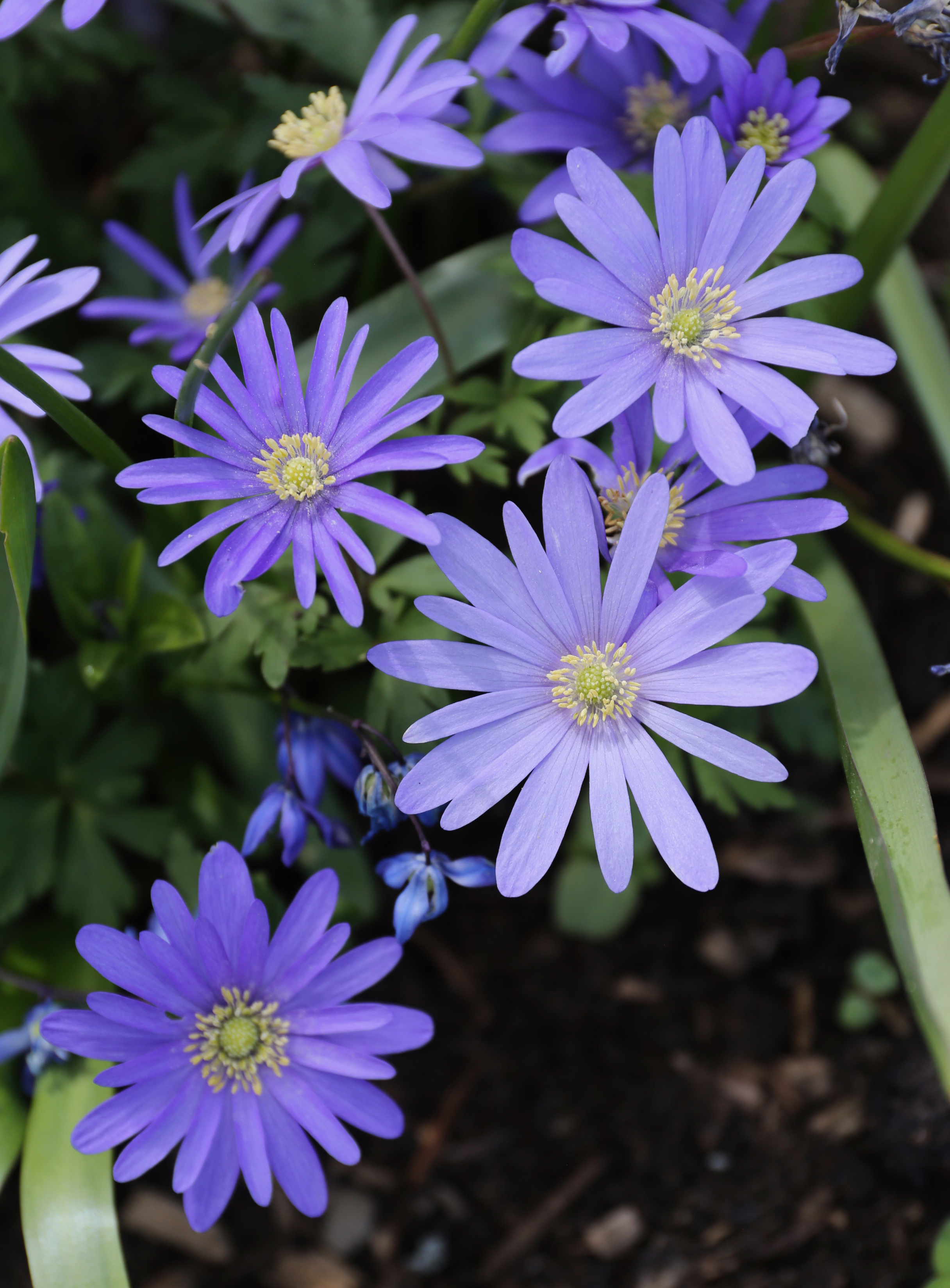 All About Anemones