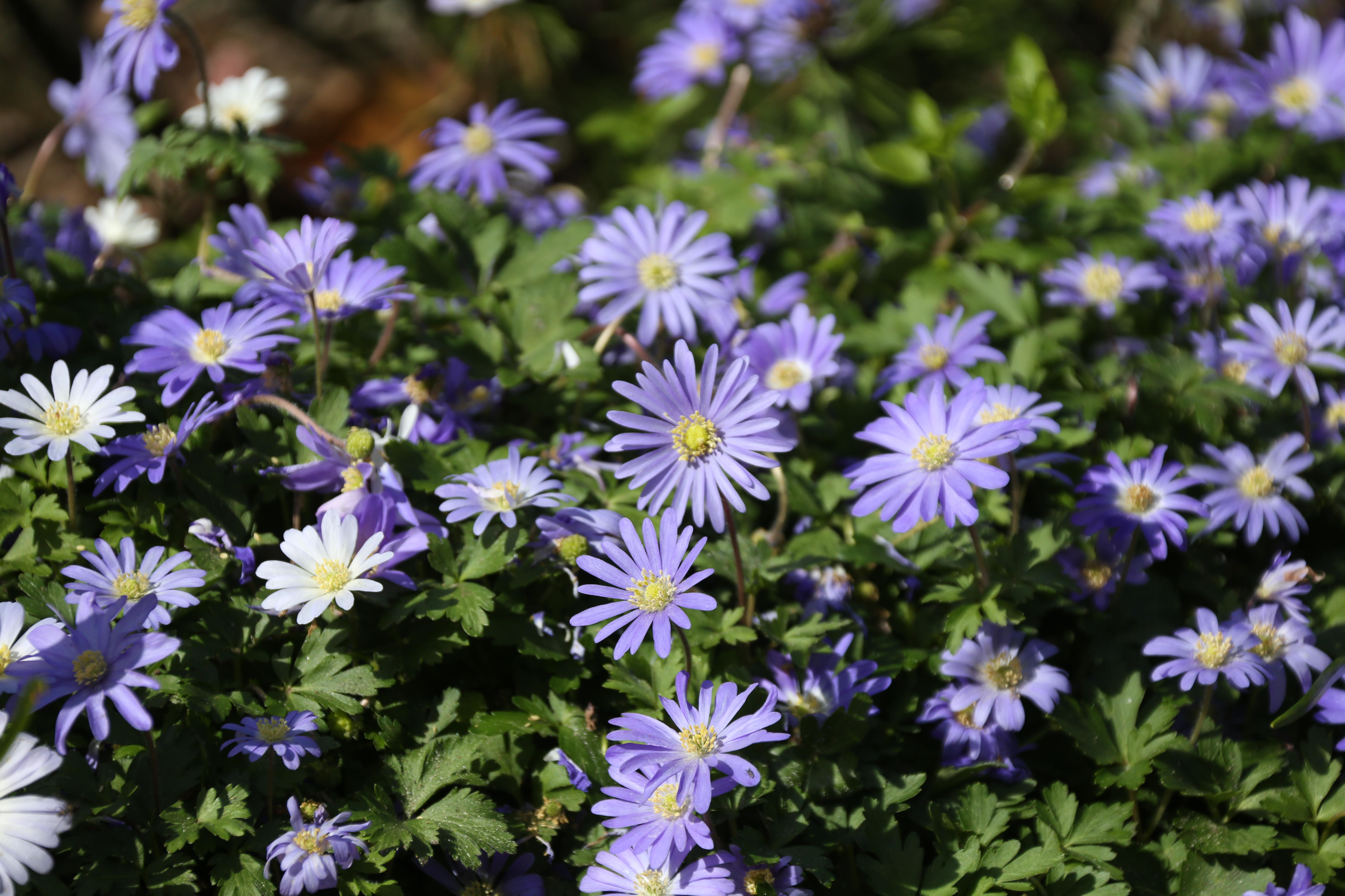 All About Anemones