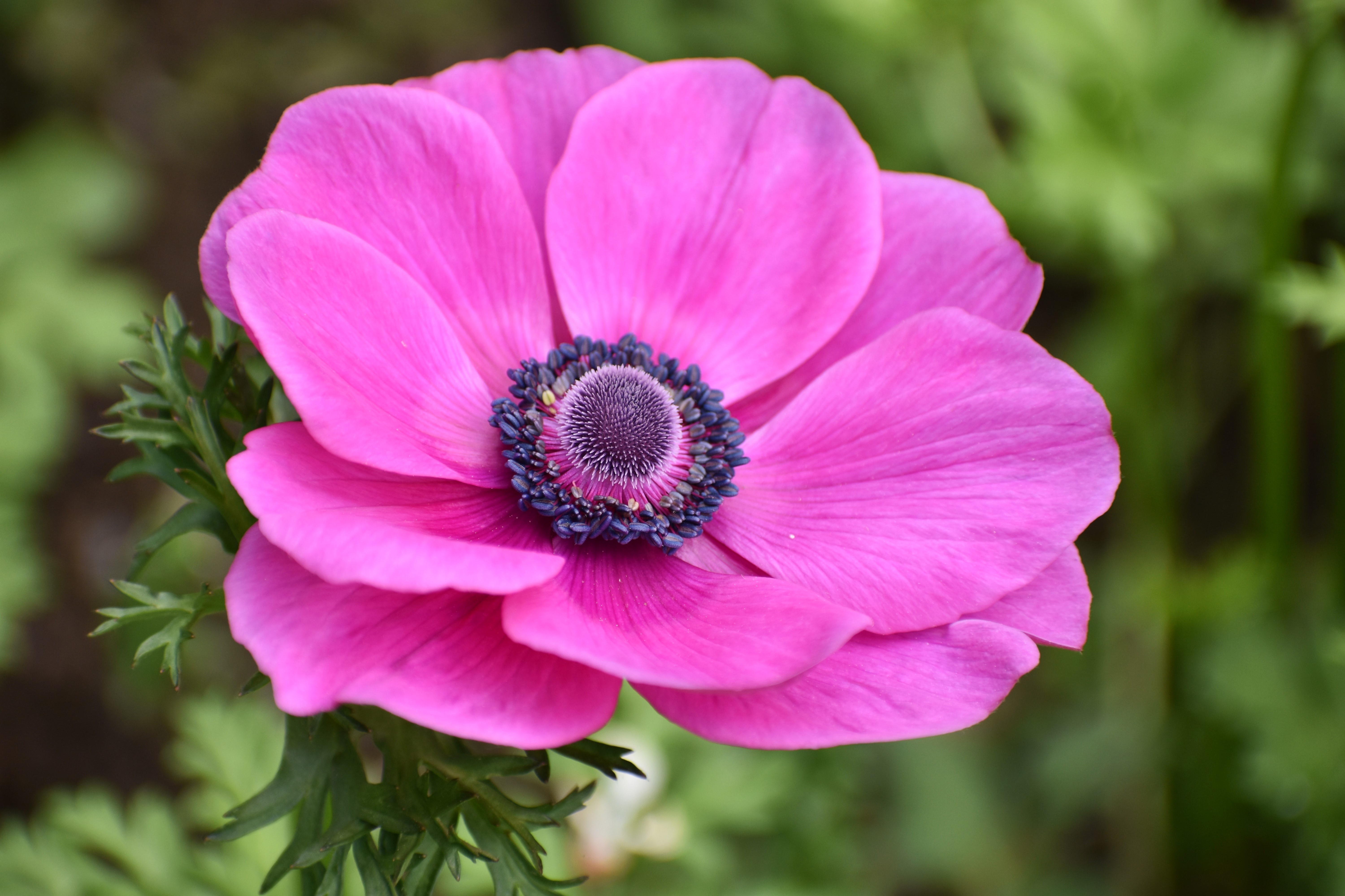 anemone-de-caen-sylphide-dsc-0928.jpg