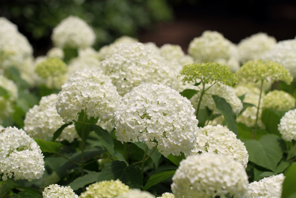 annabelle-hydrangea.jpg