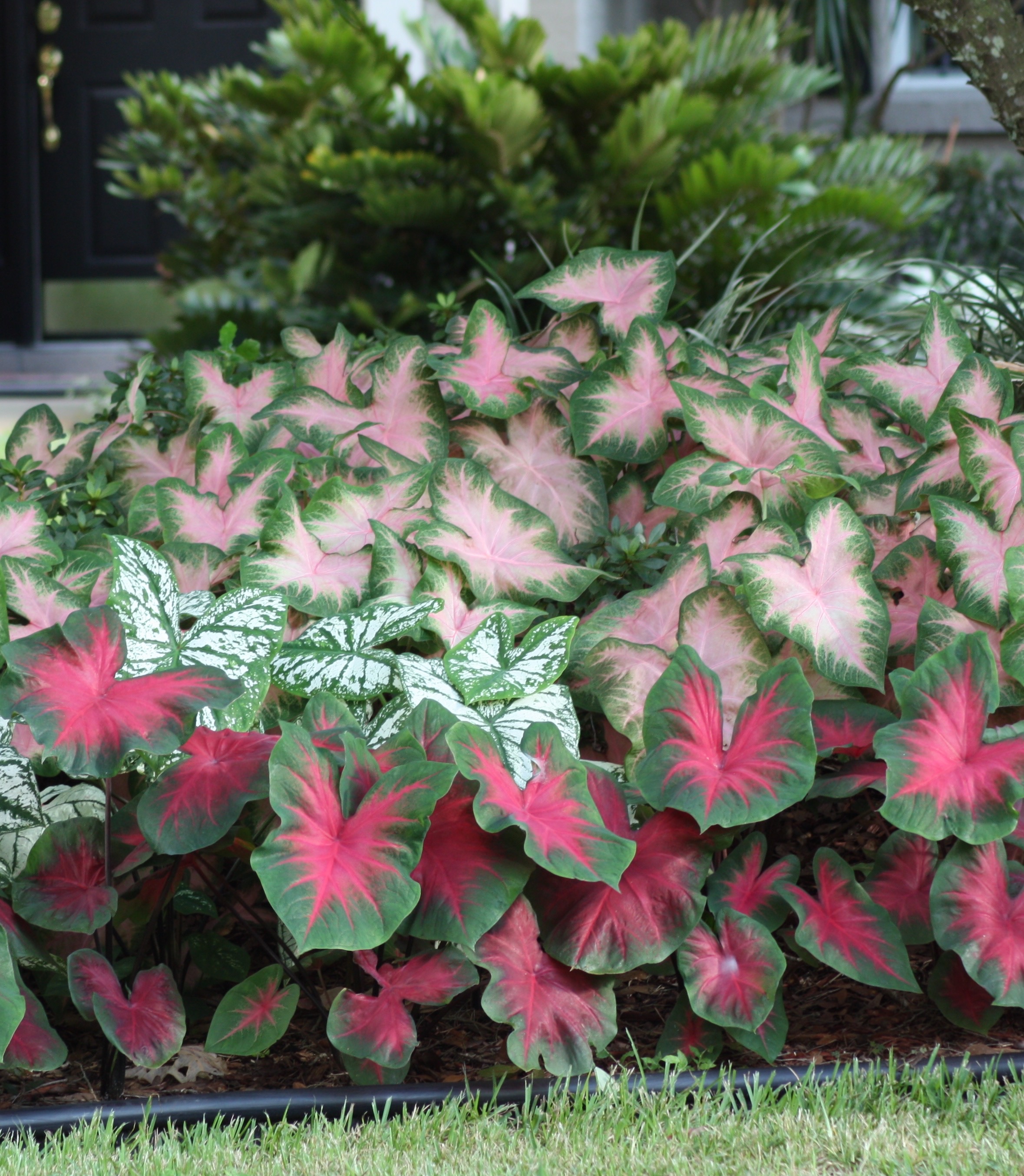 assorted-caladiums-longfield-gardens.jpg