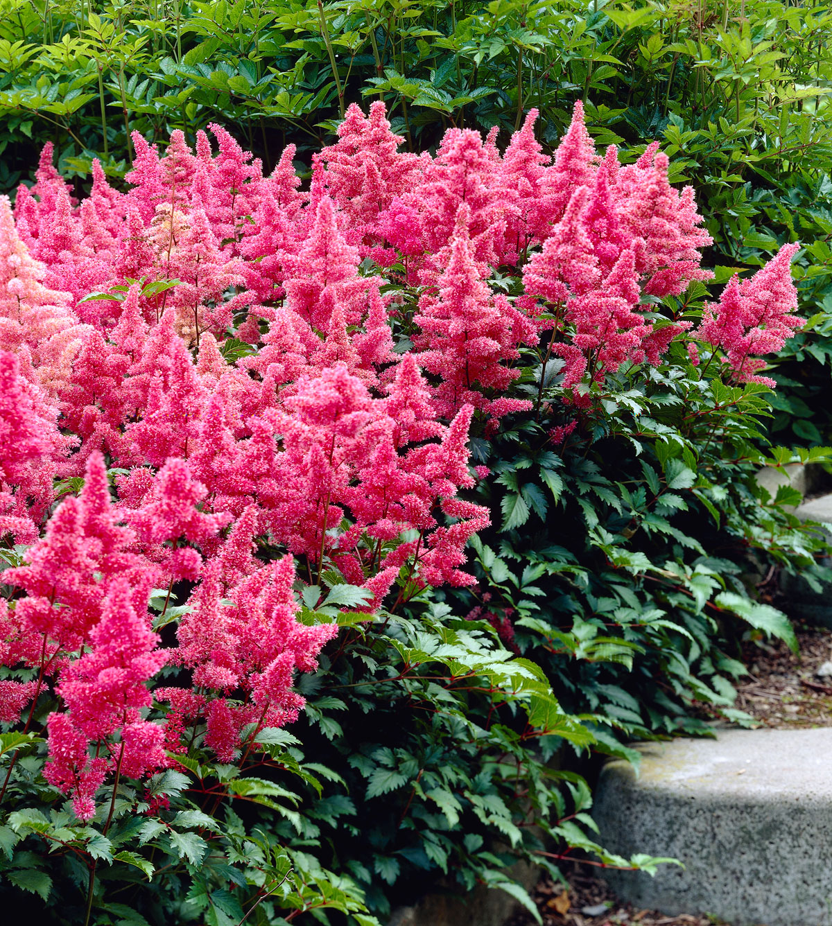 Image of Astilbes plant