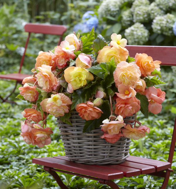 begonia flower