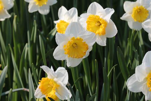 best-daffodils-for-naturalizing-4.jpg