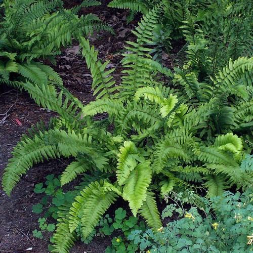 best-ferns-for-gardens-and-landscapes-3.jpg