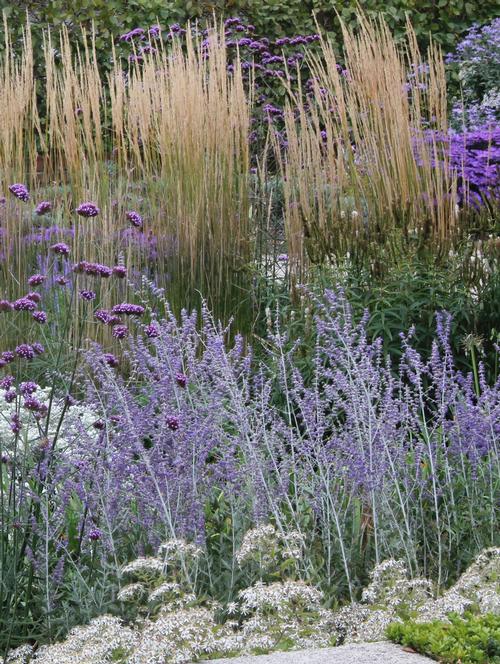 best-perennials-for-late-summer-color-7.jpg