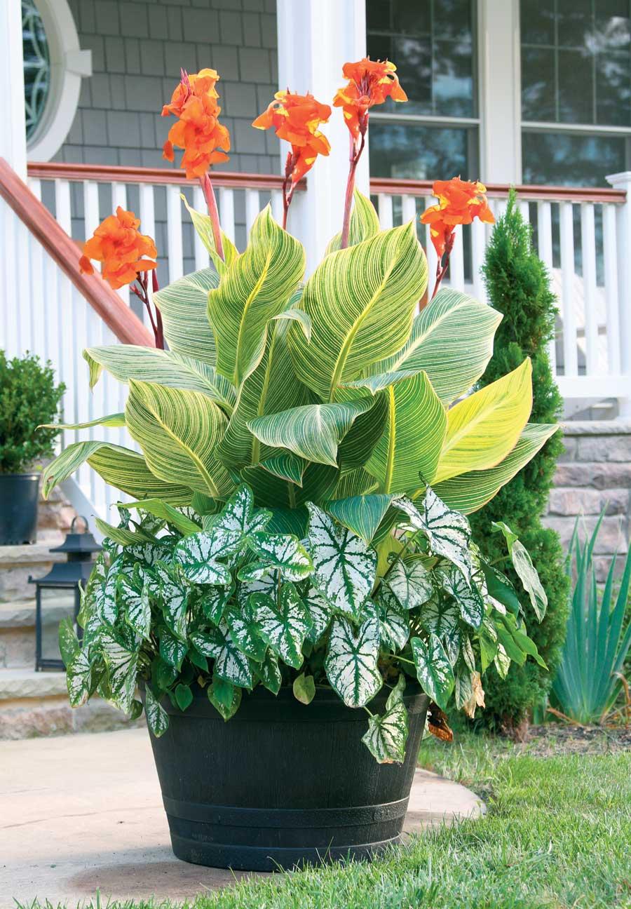 Image of Cannas summer-blooming bulbs