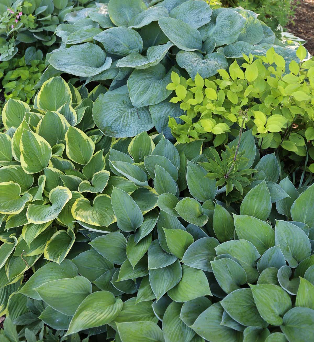 Image of Hostas companion plant for violets