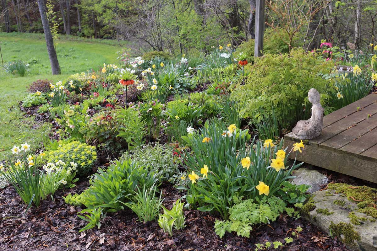 Image of Hostas and daffodils companion plants