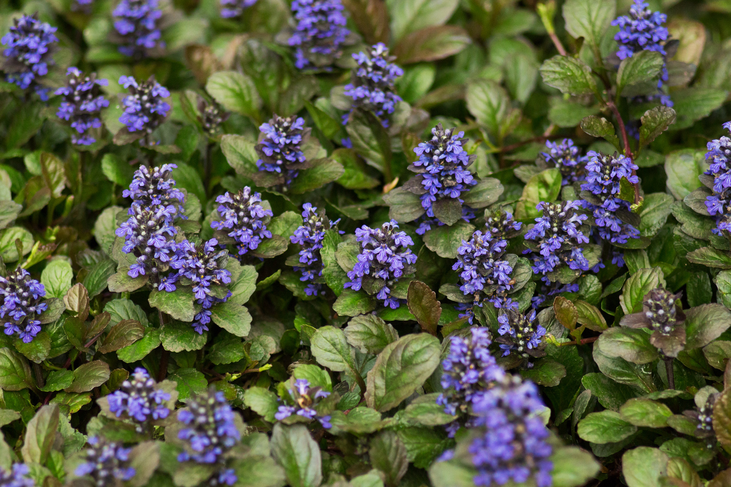 ground covers for sun