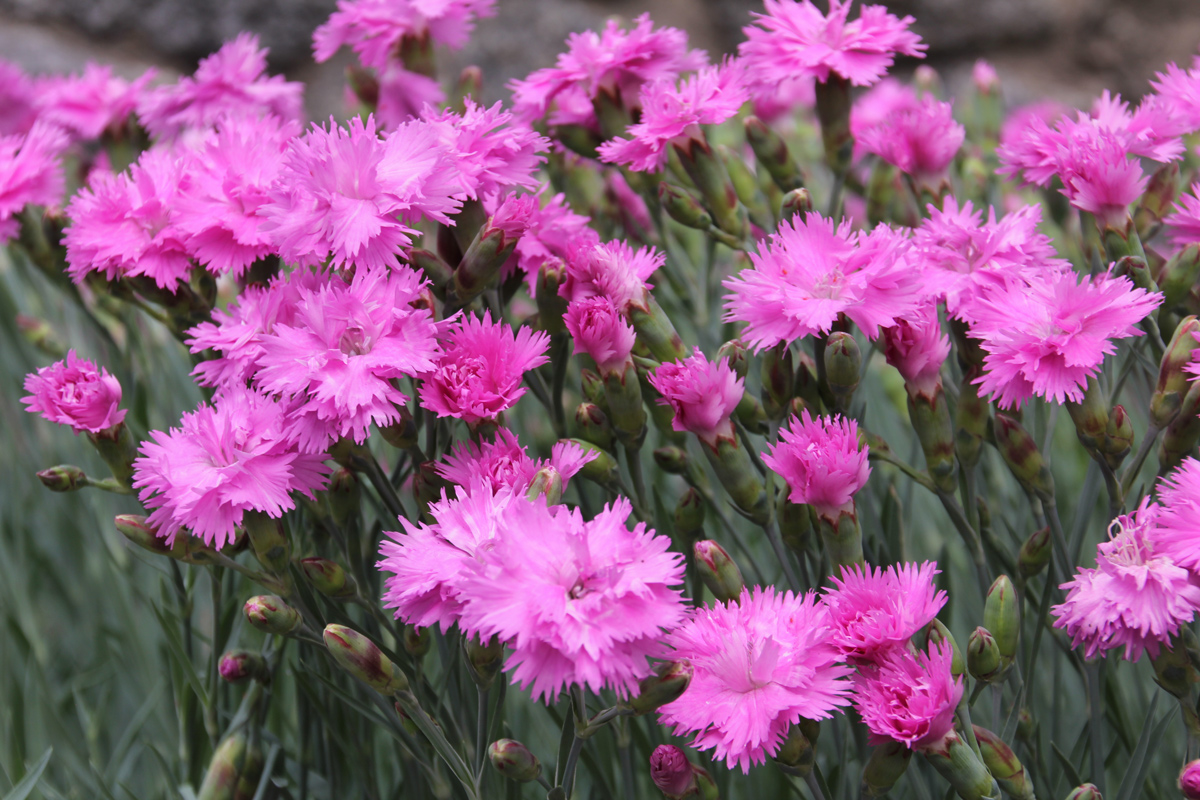 Best Ground Covers for Sun