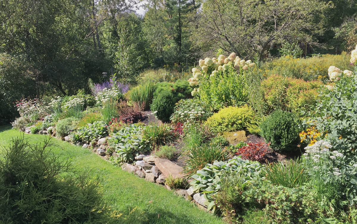 ground covers for sun