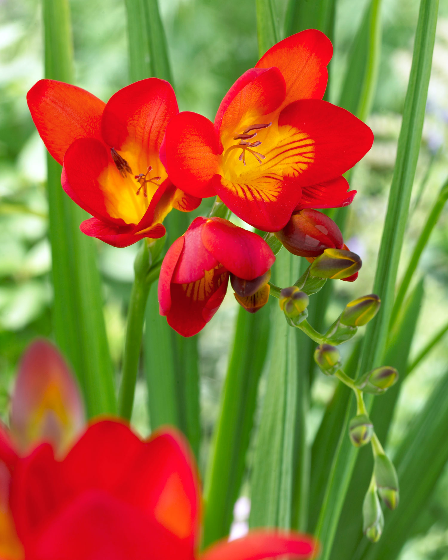 How to Grow Freesia Flower Plants. Growing Freesia Bulbs.