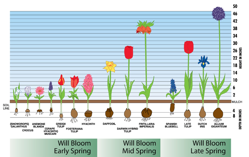 bloom-time-1.jpg