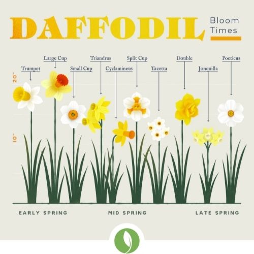 Daffodil Mix Long Lasting Mix - Bulk Offer