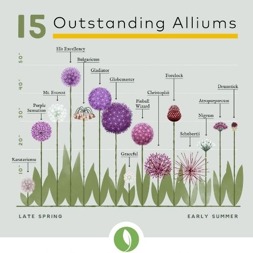 Planning Guide for Alliums