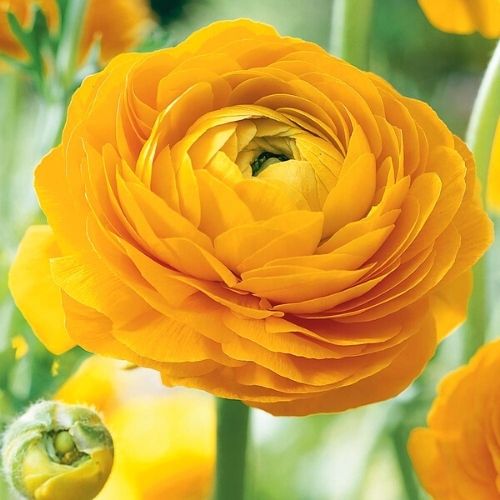 10 Tips for Growing Ranunculus