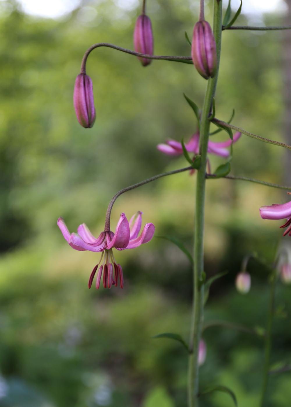 bloom-times-for-lilies3.jpg