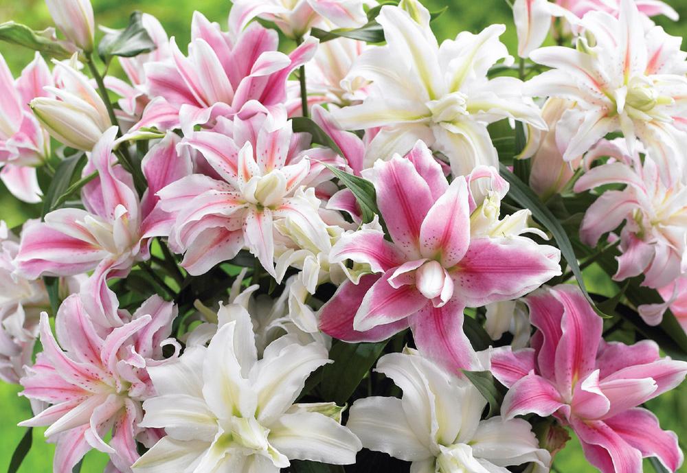 Bloom Times for Lilies