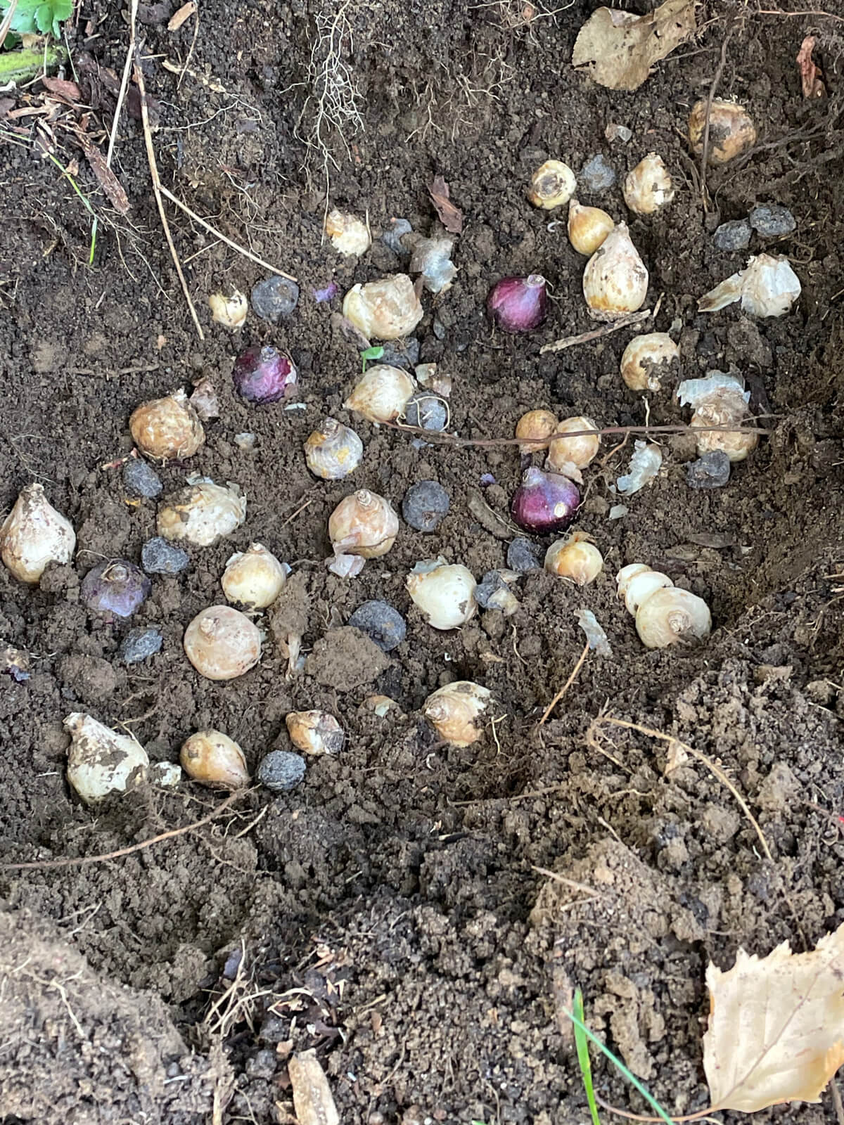 bulbs-in-soil.jpg